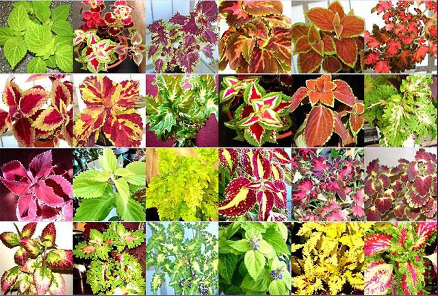 multiple coloration of the Coleus