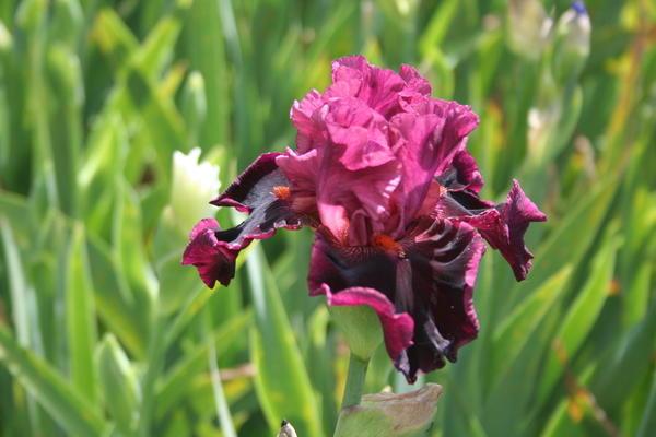 Iris Blumen