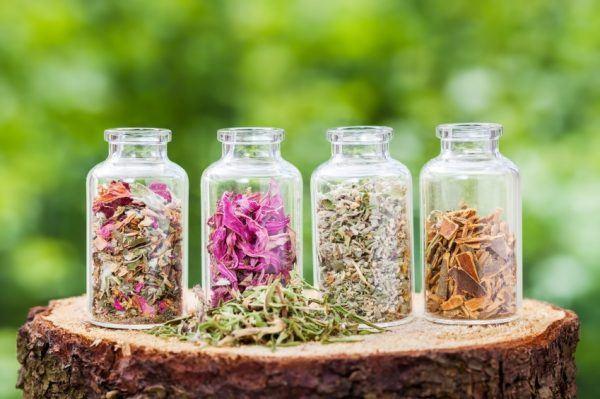 medizinisches weißes Cinquefoil