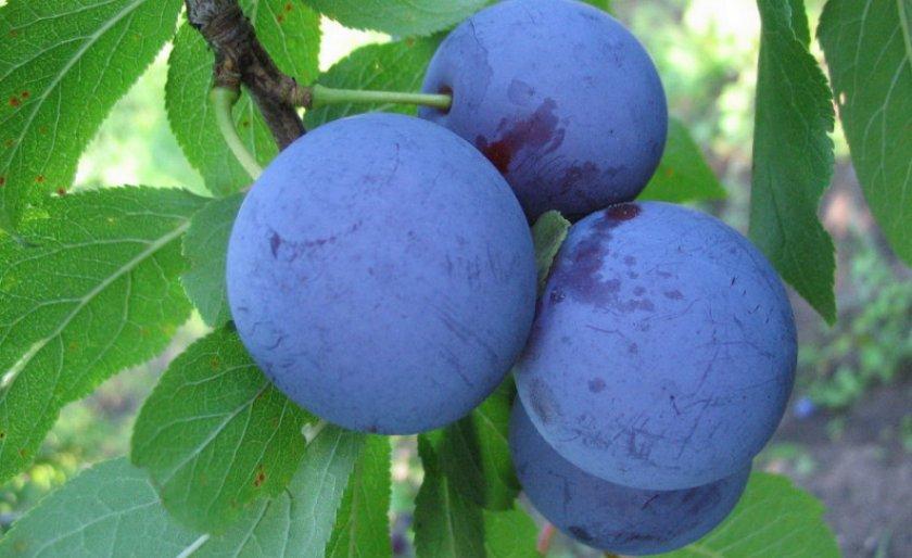 eurasie prune