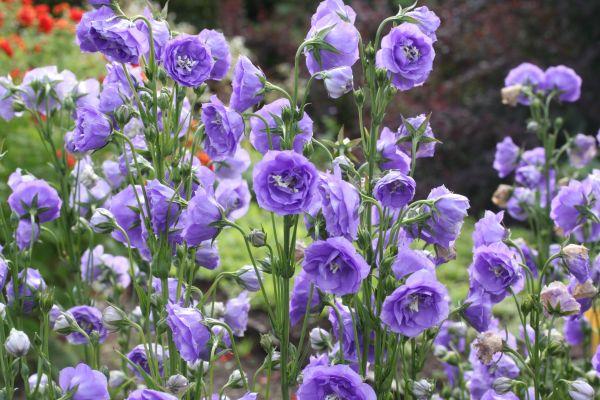 flowers in the garden