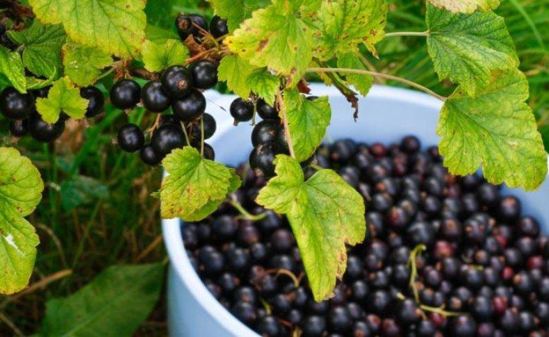 schwarze Johannisbeeren pflücken