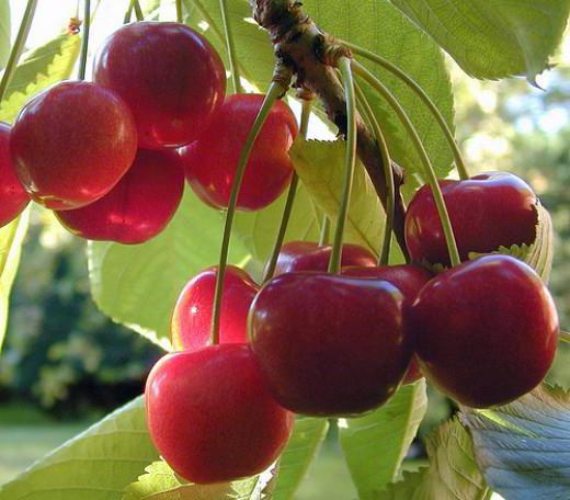 RIPE CHERRY
