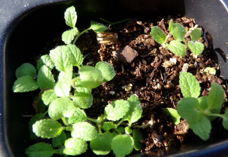 cueillette de fleurs