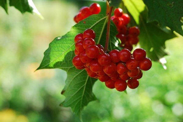 Zweig der Beeren