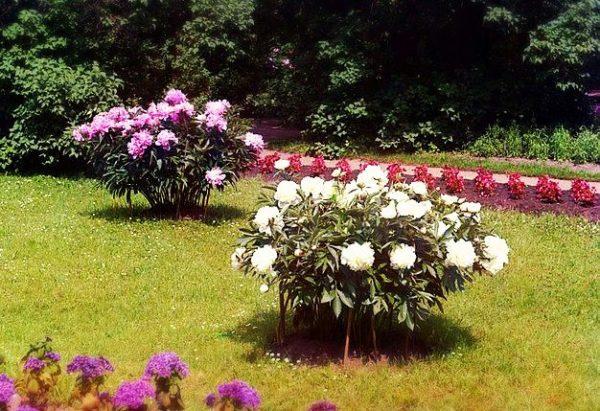 schöne Pfingstrosen