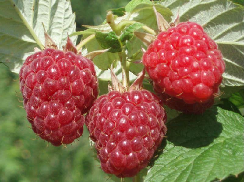 baume de framboise