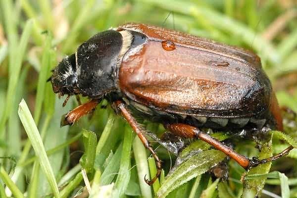 beschädigt die Wurzel der Blume