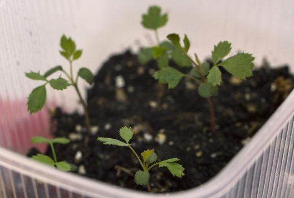 Aussaat von Polyanthusrosen