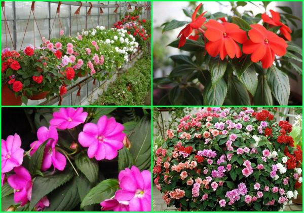 transplantation sur parterres de fleurs