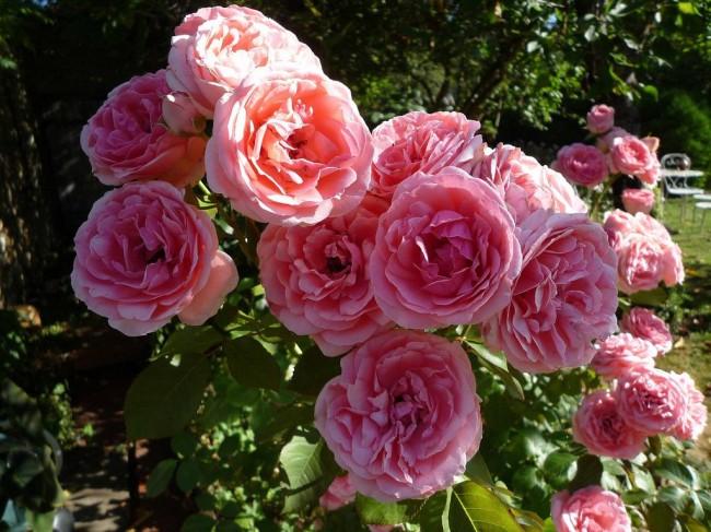 Floribunda Rose