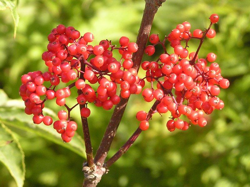 ein Zweig von Holunderbeeren