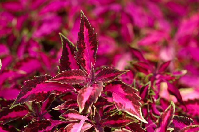 variegated coleus