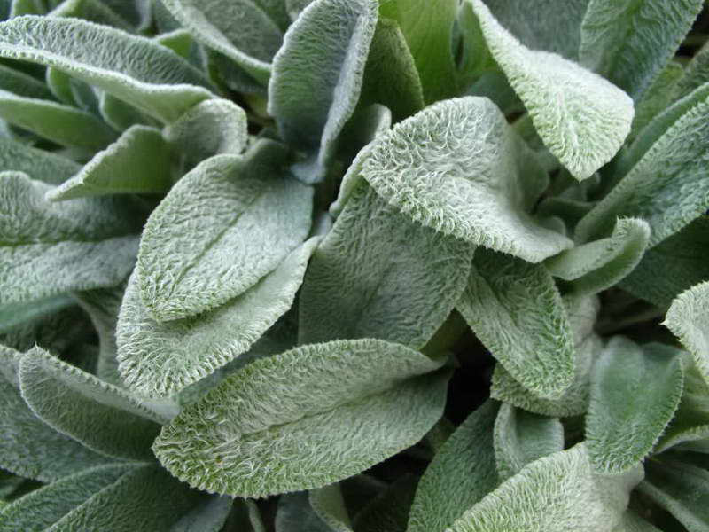 oreille ou sac à main de mouton