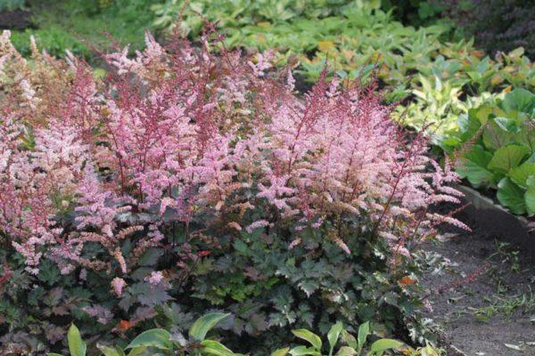 Astilbe in einem Blumenbeet