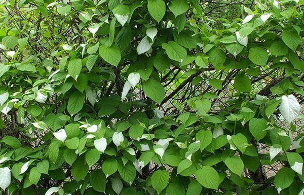 Actinidia geht