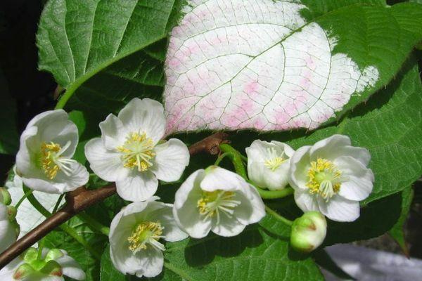 Actinidia Blüten