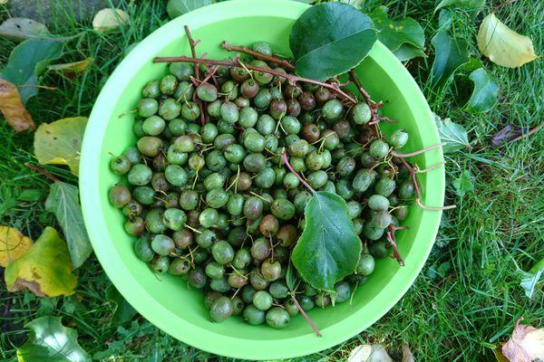 Fortpflanzung von Aktinidien