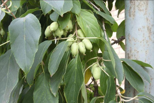 Actinidia-Baum