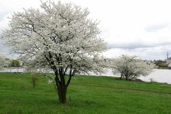 Description de la variété de prune de cerisier Traveler, pollinisateurs, plantation et soins