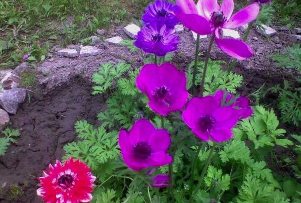 fleurs dans le jardin