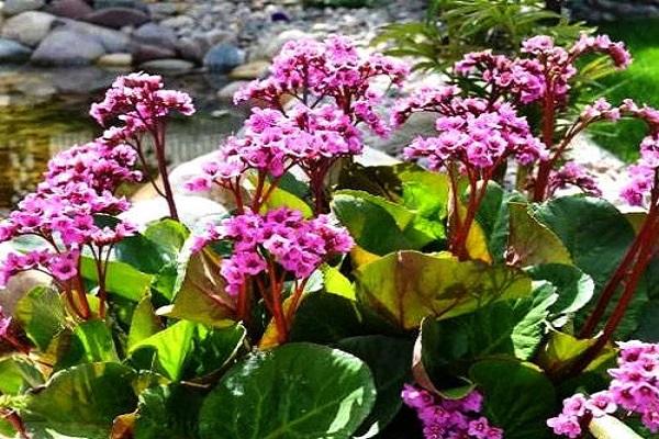 badan à feuilles épaisses