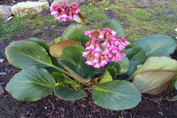 caractéristique de la plante