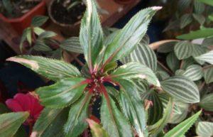 Gründe, warum Blüten und Knospen vom Balsam fallen können, Kontrollmaßnahmen