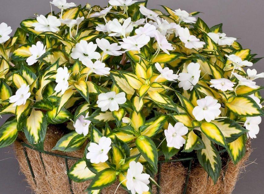 baume vanka blanc humide