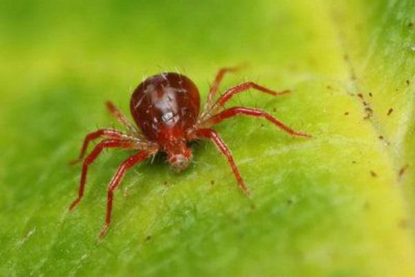 spider mite