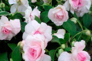 Description of garden balsam and growing rules, how to save in winter