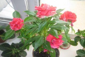 Growing and caring for Tom Samb balsam at home