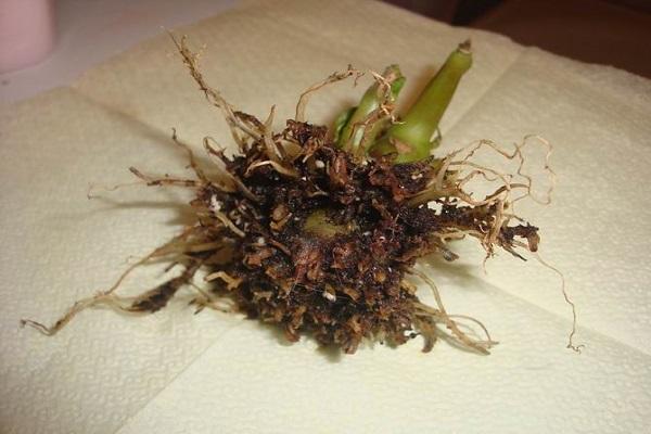 Krankheiten an Blumen