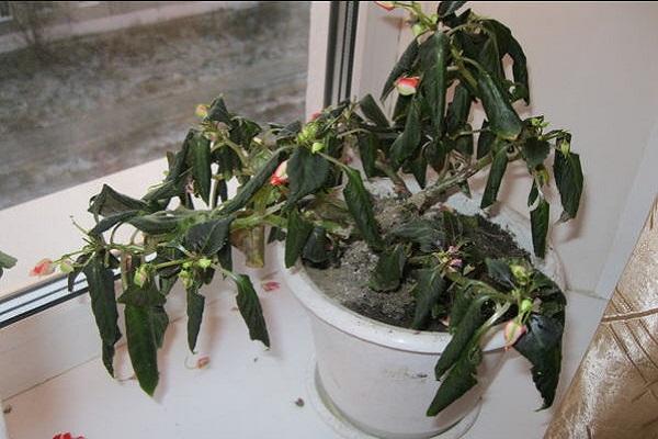 in einem Topf verrotten