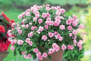 Description of Waller balsam varieties, cultivation, reproduction and care