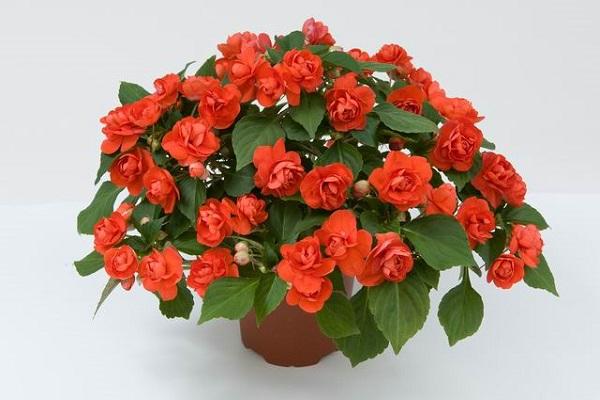 Blütenzusammensetzung