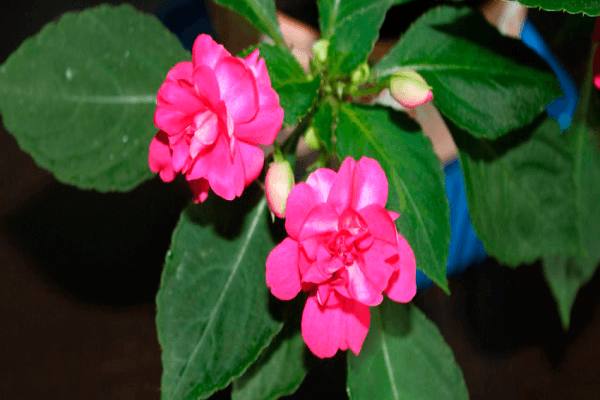 in Feuchtigkeit wachsen