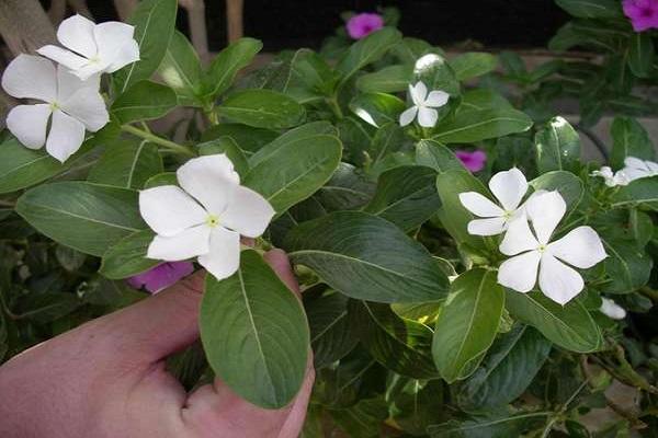 durch Samen vermehrt