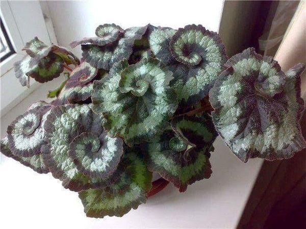 Königliche Escargot