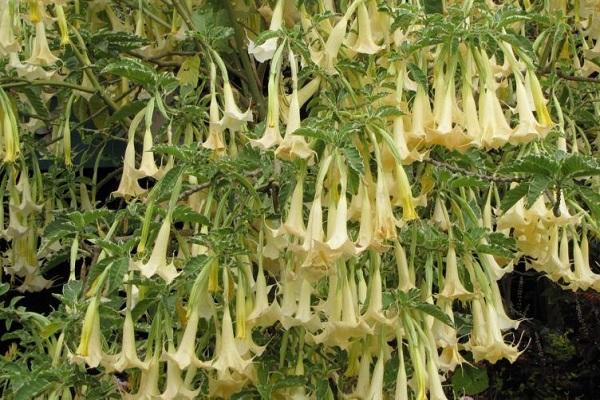 brugmansia doré