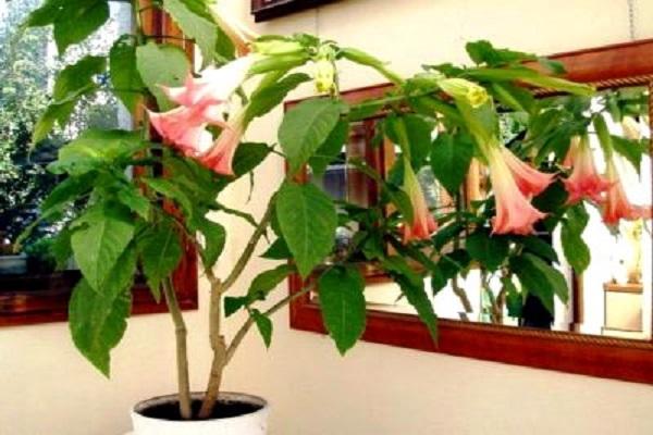 planté dans un seau