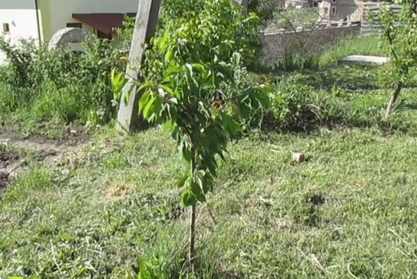 Jeune arbre cerisier