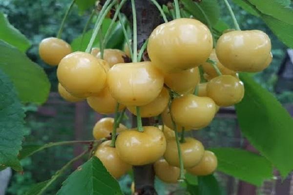 a le temps de mûrir