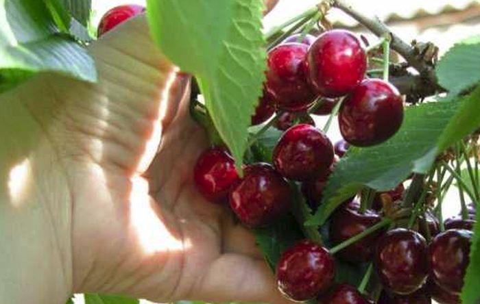 cerise mûre