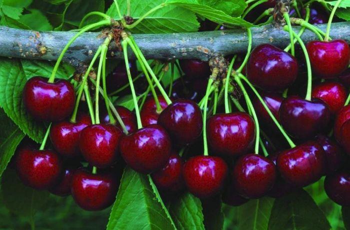 cerise mûre