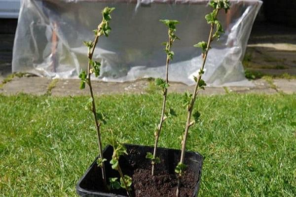 propagate a bush