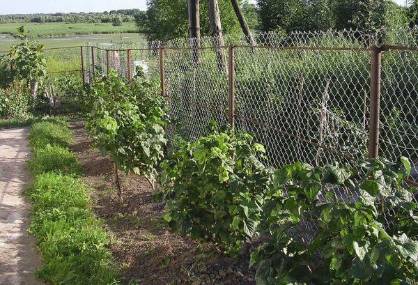 currant bushes