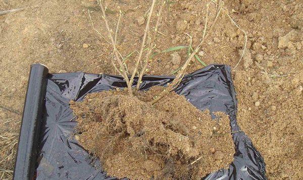 Sämling zum Pflanzen