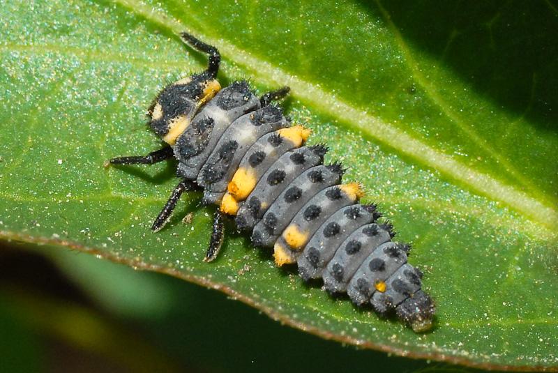ravageurs des fleurs