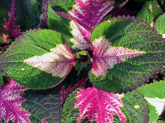 flower coleus